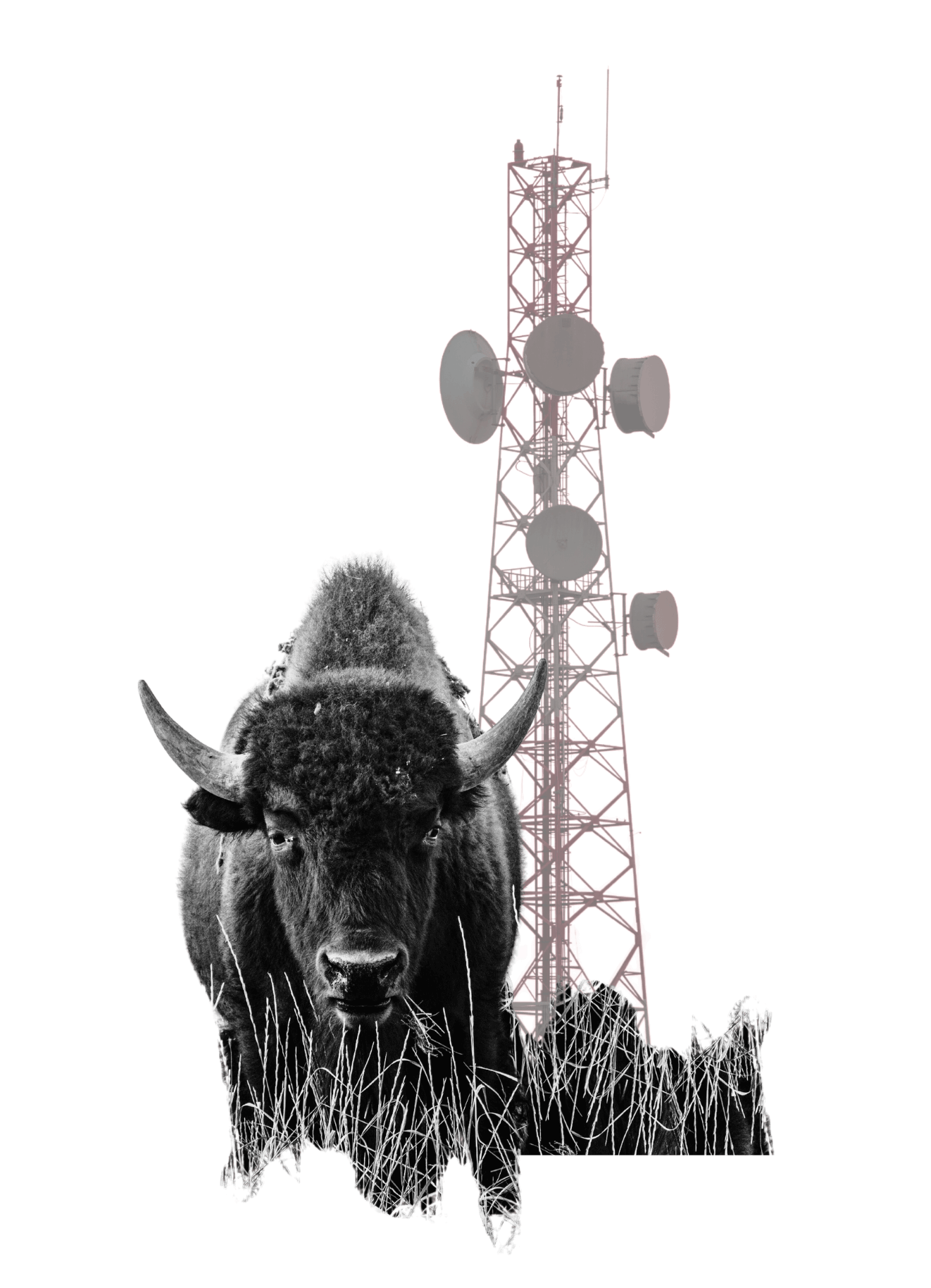 buffalo tower